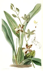 Oncidium maculatum